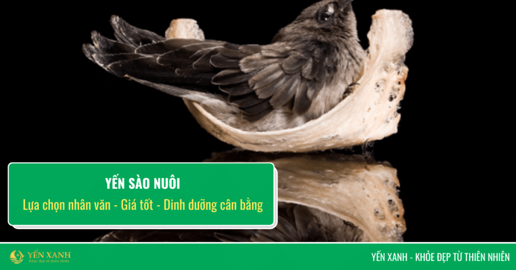 yến nuôi